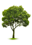 Plant A Tree Here !