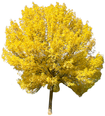 Yellow Tree