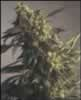 sack of Northern Lights