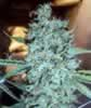 sack of Big Bud