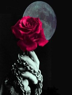 Roses for you..