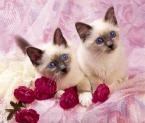 the Nice Kittens..