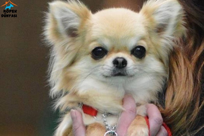 Hangi Köpek Türüsün