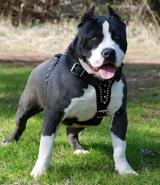 Pitbull Beslemeyi Seviyomusunuz 