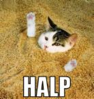 Funny Animal Pics
