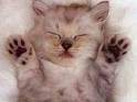 Cakaran Ucing
