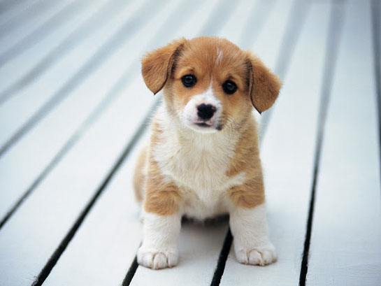 Hangi Köpek Türüsünnn