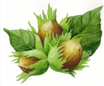 Fındık
