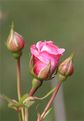 Rose for U