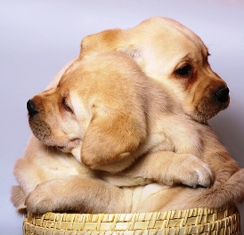 Warm Hug