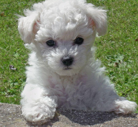 En Sevdiğin Köpek Cinsi