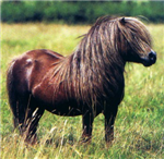 Poney