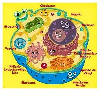 ¿Qué Organelo Eres?