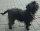 Send Puppys To Your Friends!