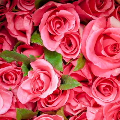 Roses