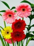 Flores