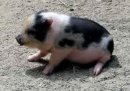 Cerdito