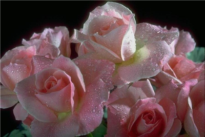 rose