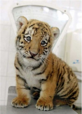 tiger