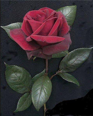 Happy Valentine's Day 