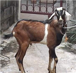 Layar Tanceb