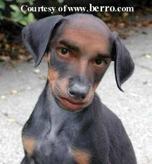 dog have face of man