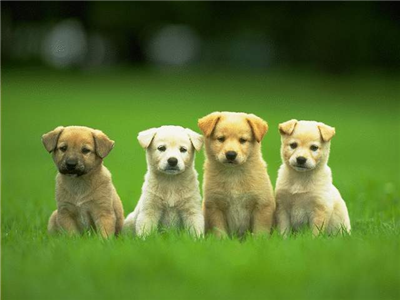 cute puppies..