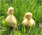 Cute Animals X