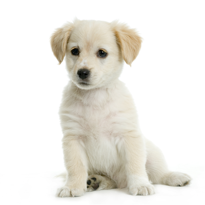 puppy