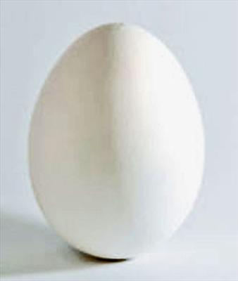 Uovo O Frittata