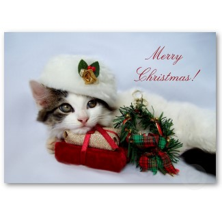 kitten merry xmas