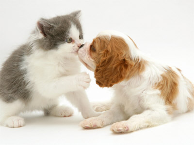 puppy kitten kiss