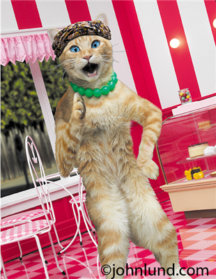 funny cat