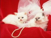 happy womens day