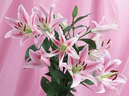have a beautiful Day
