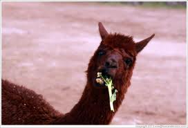 Nom Nom Nom Llama