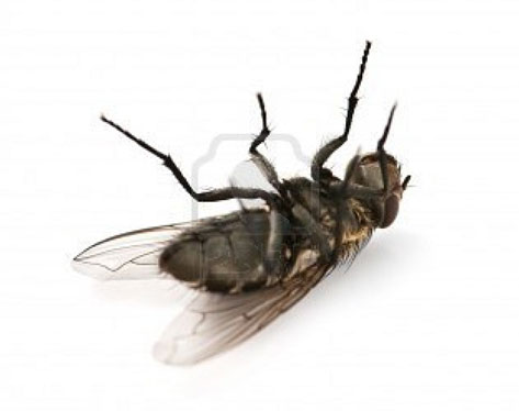 una mosca jajajaja