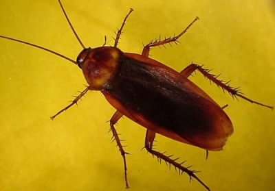 una cucaracha xD