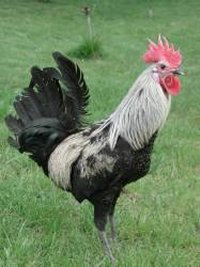 Hangi Hayvansın??