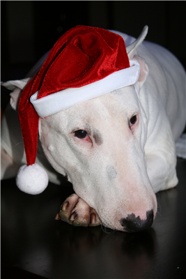 Bullterriernisse