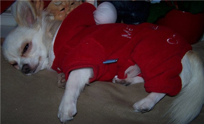 Sliten nisse