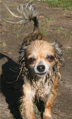 Våt chihuahua