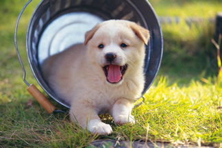 Köpek