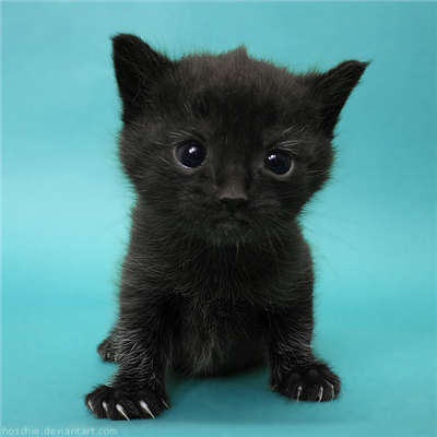 Kedi