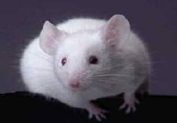 Tikus