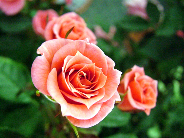 Roses