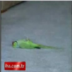 Ne Kadar Abazasın :D