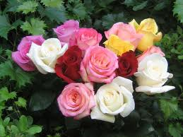 roses 4 u