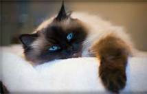 Cat2