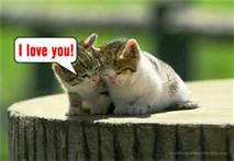 Cats1